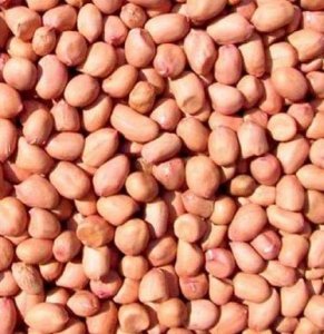 Продам арахис оптом от производителя