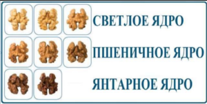 продам грецкий орех оптом