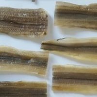 conger-eel-fillet-cut1[1]
