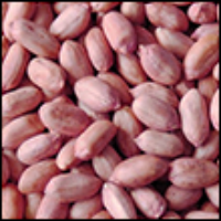 Ground nut