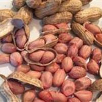 peanuts-in-shell
