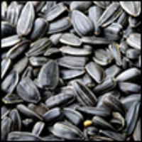 Sunflower Seeds