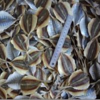 Yellowtail-scad-AL2-300×225[1]
