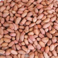 Indian-Peanut.jpg_350x350[1]