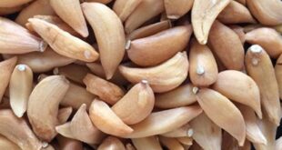 купить сушеный чеснок оптом