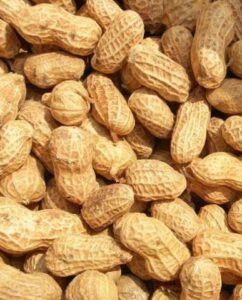 peanut-in-shell1